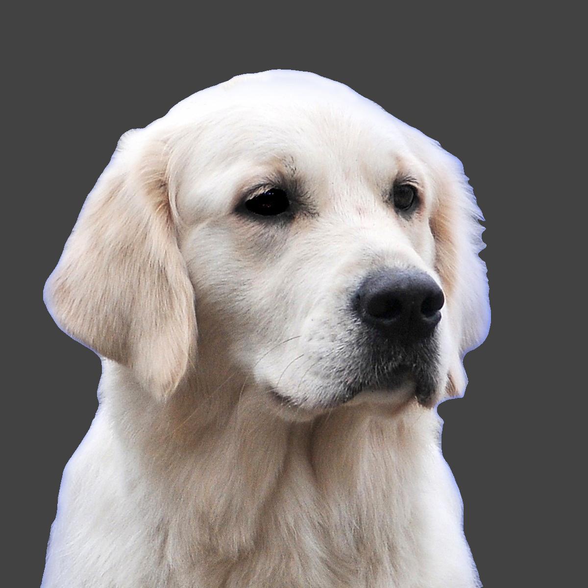 Ella Photograph Team head