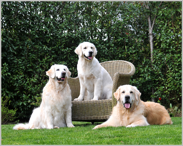 Goldens Photo 3 in the Garden - Copy